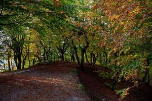 arbres aux feuilles colorées photo