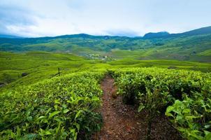 plantation de thé, récolte de thé photo