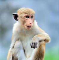 singe dans la nature vivante photo