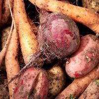 récolte de légumes frais. vue de dessus. pommes de terre, carotte, betterave. photo