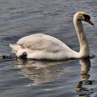 une vue d'un cygne muet photo