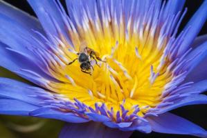 abeille sur belle fleur de lotus.