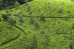 plantation de thé, récolte de thé photo