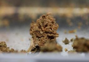 marihuana médical mauvais cbd gros plan arrière-plan botanique grande taille impression de haute qualité photo
