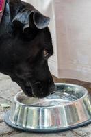 chien beagle buvant dans un bol en métal vue rapprochée. chien étanche sa soif après l'entraînement. photo