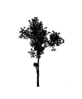 silhouette d'arbre pour pinceau sur fond blanc photo