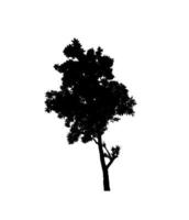 silhouette d'arbre pour pinceau sur fond blanc photo