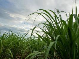 champ de canne à sucre au lever du soleil. vue aérienne ou vue de dessus de la canne à sucre ou de l'agriculture en thaïlande. photo