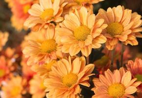 fleurs de chrysanthème orange dans le jardin photo