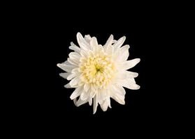 fleur de chrysanthème blanc isolé photo