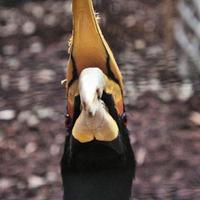 une vue d'oiseau photo