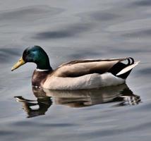 une vue d'un colvert photo