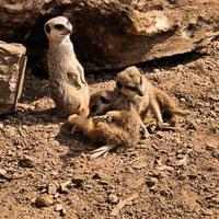 une vue d'un suricate photo