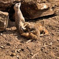 une vue d'un suricate photo