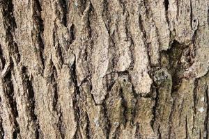 écorce des arbres photo