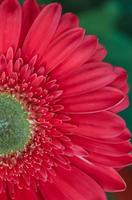 marguerite barberton rouge corail photo