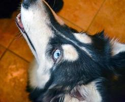 photo de chien husky