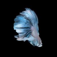 poisson betta bleu photo