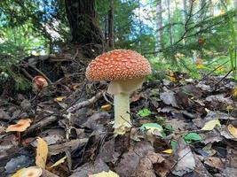 Gros plan de champignon agaric toxique de mouche rouge 3 photo