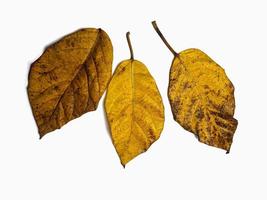 trois feuilles d'automne isolées sur fond blanc photo