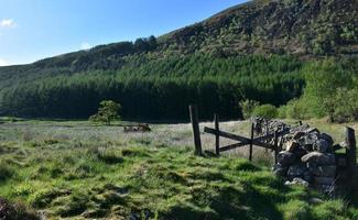 colline avec un champ et un mur de pierre à ennerdale photo