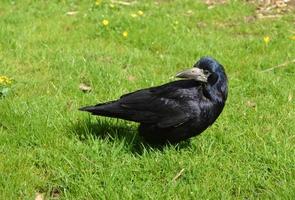 fantastique gros plan d'un corbeau debout photo