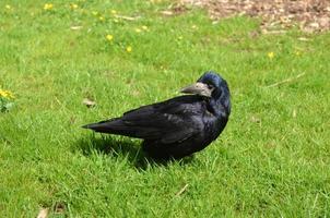 corbeau noir avec un bec pointu et des yeux globuleux photo