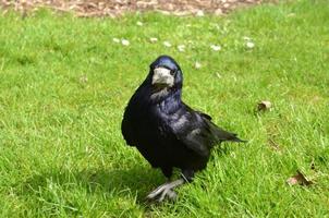 corbeau noir debout dans un tas d'herbe photo