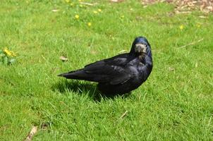 regardant dans le visage d'un corbeau noir photo