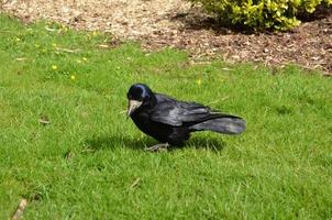 corbeau noir à la recherche de vers dans l'herbe photo