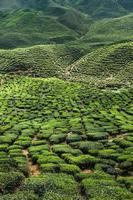 plantation de thé dans les montagnes