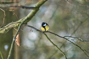 Mésange charbonnière sur l'arbre d'hiver photo