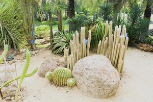 des vues panoramiques ou les jardins botaniques du désert photo