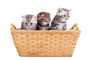 se sentir calme et confortable. trois mignons chatons scottish fold assis au panier photo