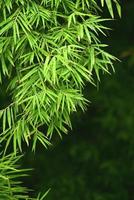 feuilles de bambou