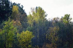 arbres forestiers automne encore scène verte sur une colline avec un ciel blanc photo