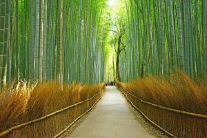 rainure de bambou photo