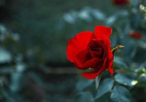 fleur rose rouge gros plan sur fond vert bleu flou naturel avec espace de copie photo