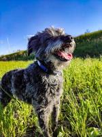 mignon chien barbu hirsute gris avec la bouche ouverte sur l'herbe verte. promener le chien et prendre soin des animaux photo