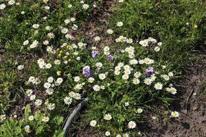 des marguerites poussent dans un parc de la ville du nord d'israël. photo