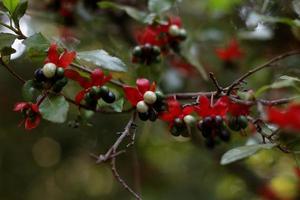 baies d'ochna serrulata photo