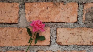 roses roses sur un mur de briques rouges photo