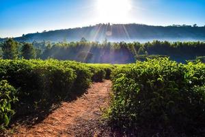 lever du soleil sur une plantation de thé