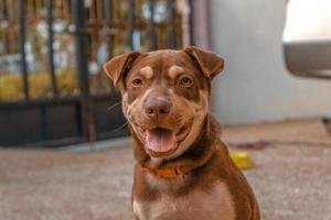 gros plan, de, chien brun photo