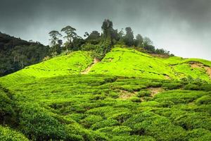 Plantation de thé Cameron Highlands, Malaisie photo