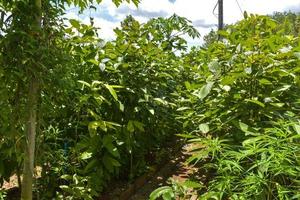 Feuilles de kratom de ferme d'herbes thaïlandaises vertes pour la santé photo