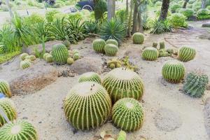 des vues panoramiques ou les jardins botaniques du désert photo