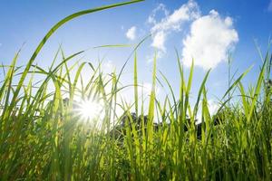 herbe verte au lever du soleil et ciel bleu photo