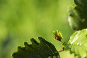 une coccinelle est assise sur une feuille verte par une journée ensoleillée photo