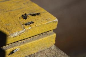 fourmis avec des ailes, une fourmi pendant la phase d'accouplement photo